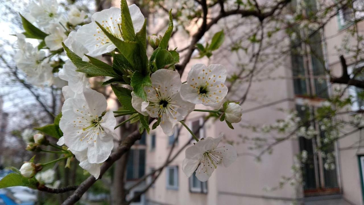 מישקולץ Gesztenyes Apartman מראה חיצוני תמונה